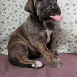 Enid - Brindle female Great Dane puppy in Bay City, Michigan from Monarch Danes