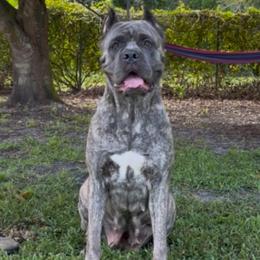 Athena - Cane Corso
