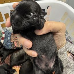 Tartan - Red brindle male Scottish Terrier puppy in Stanford, Kentucky from Bluegrass Scottish Terriers