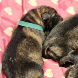 Nebula - Sable female German Shepherd puppy in Kingman, Kansas from Tiny Titans K9