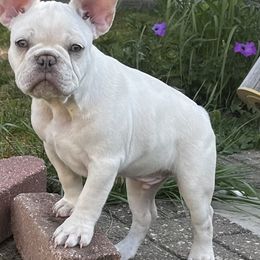 Casper - Cream male French Bulldog puppy in Valparaiso, Indiana from Brandy's French Bulldogs