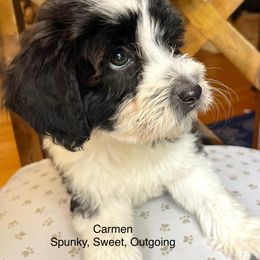 Carmen - Sofie's Girl - Black and white female Aussiedoodle puppy in Burkesville, Kentucky from Bline’s Awesome Aussies & Doxies at the Bline Family Farm