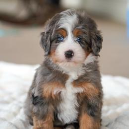Splash - Merle male Bernedoodle puppy in Dundee, Ohio from Down Home Doodle