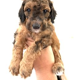 Yellow Girl Nugget - Phantom female Bernedoodle puppy in Moulton, Alabama from Triple W Doodles
