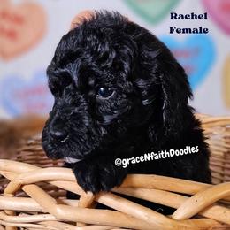 Rachel - Black female Goldendoodle puppy in Peytno, Colorado from Grace N Faith Doodles