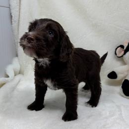 Pluto - Chocolate male Goldendoodle puppy in Casselberry, Florida from My Little Doodle