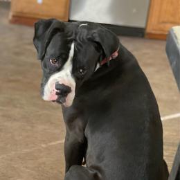 Kona - Brindle female Boxer puppy in Watervliet, New York from Shamrock's Boxers
