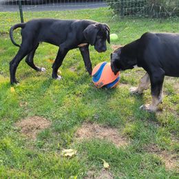 Elm - Black Great Dane puppy in Monroe County, Pennsylvania from Poke-A-Nose Danes