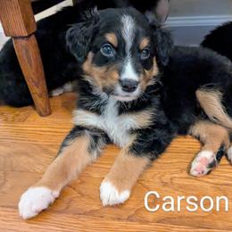 Aussiedoodle, Australian Shepherd, and Golden Retriever Puppies from Hope & Joy Acres
