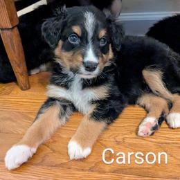 Aussiedoodle, Australian Shepherd, and Golden Retriever Puppies from Hope & Joy Acres