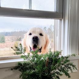 Kingsley - Golden Retriever