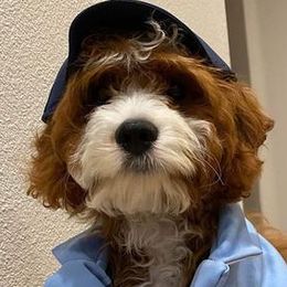 Cavalier King Charles Spaniels and Cavapoos from Terrace Cavaliers and Cavapoo’s