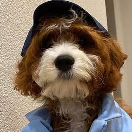 Cavalier King Charles Spaniels and Cavapoos from Terrace Cavaliers and Cavapoo’s