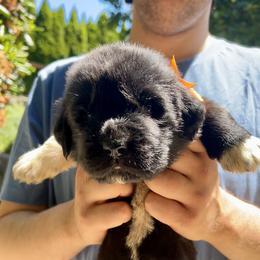 Newfoundland Puppies from Black Lions Newfoundlands