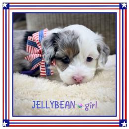 Jellybean - Blue merle female Aussiedoodle puppy in Houston, Texas from Jomelkin Furry Pals