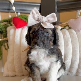 Patches - Black and white female Sheepadoodle puppy in Danville, Indiana from Marley’s Doodle Ranch
