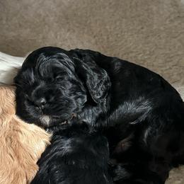AKC Basil - not available - Black male Cocker Spaniel puppy in Cincinnati, Ohio from Abundance of Joy LLC Cocker Spaniels