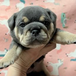 Valentine - Blue tri-color male Bulldog puppy in Zionsville, Indiana from Midwest Bulldogs
