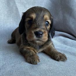 Acadia - Red female Dachshund puppy in Michigan from Hidden Haven Dachshunds