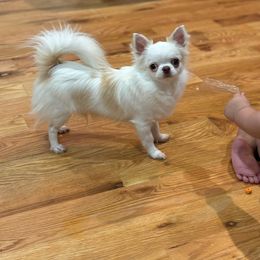 Ping Ping pon - Chihuahua