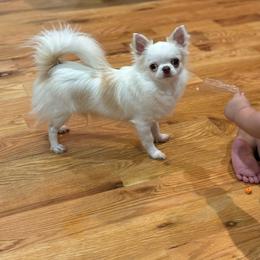 Ping Ping pon - Chihuahua