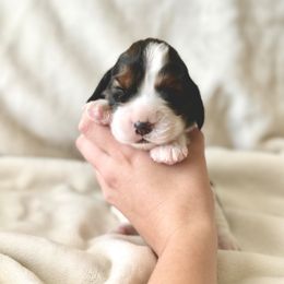 English Springer Spaniel Puppies from The Spaniel Garden