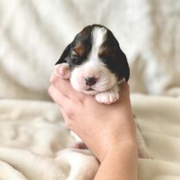 English Springer Spaniel Puppies from The Spaniel Garden