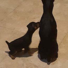 Miniature Pinscher Puppies from Meek's Min Pins