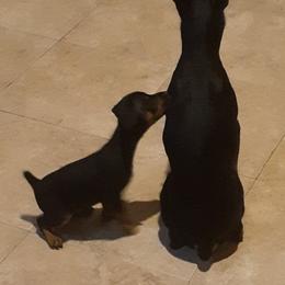 Miniature Pinscher Puppies from Meek's Min Pins