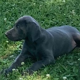 Weimaraner Puppies from Three Oak’s Kennel