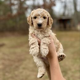 Mr. Green - Cream male Goldendoodle puppy in Athens, Georgia from Moore Goldendoodles