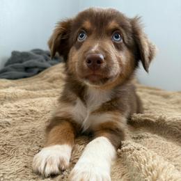 Kit Kat - Red tri-color male Australian Shepherd puppy in East Hartford, Connecticut from CT Aussies