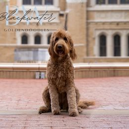 Parker - Goldendoodle