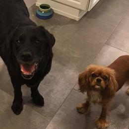 Cavalier King Charles Spaniels and Labrador Retrievers from Matilija