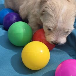 Girl 1 (runt) - Cream female Maltipoo puppy in Brooksville, Florida from DeVall Maltipoos