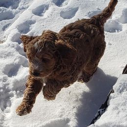 Goldendoodle Puppies from Bailey's Bunch
