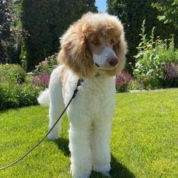 Poodles from VIP Standard Poodles