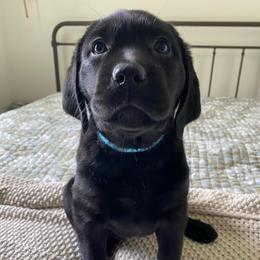 Ms. Blue - Black female Labrador Retriever puppy in New Hanover, New Jersey from Misty Labs