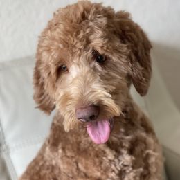 Dunkin - Labradoodle