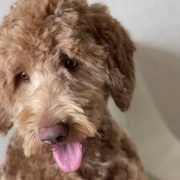 Dunkin - Labradoodle