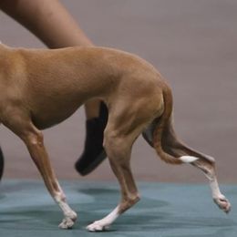 Corey - Italian Greyhound
