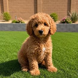 Roxy - Red  female Goldendoodle puppy in Phoenix, Arizona from Doodles of the Desert