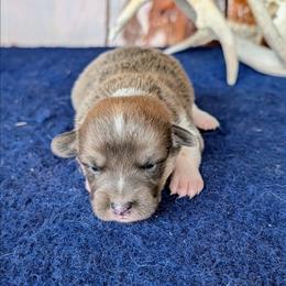Caroline Ingalls - Gray and white female American Corgi puppy in Shawnee, Oklahoma from Sunray Ranch