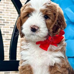 Patriot - Red  Goldendoodle puppy in Florence, South Carolina from Candy Doodles