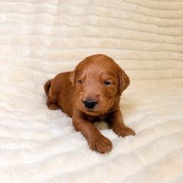 F1B Goldendoodle Surfer - Red  male Goldendoodle puppy in Redding, California from Casa Delarosa Collective Poodles & Doodles