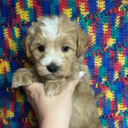 Orange - Apricot male Maltipoo puppy in Clover, South Carolina from Cudi’s Buddies