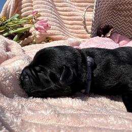 Gayle - Black female Labrador Retriever puppy in Petersburg, Kentucky from Mahan Labs