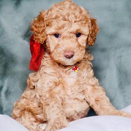 Ruby - Apricot female Goldendoodle puppy in Forney, Texas from Diamond Doodle Pups and Poodles