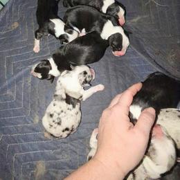 Australian Shepherd and Great Dane Puppies from AEW Farm
