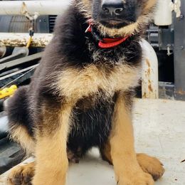 German Shepherds from Double A German Shepherds